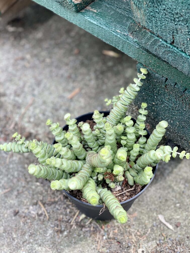 crassula-hottentot_12x15-1_1622627755.jpg Zdjęcie rośliny Crassula Hottentot, ujęcie 1