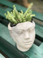 Zdjęcie rośliny Crassula Hottentot, ujęcie 2