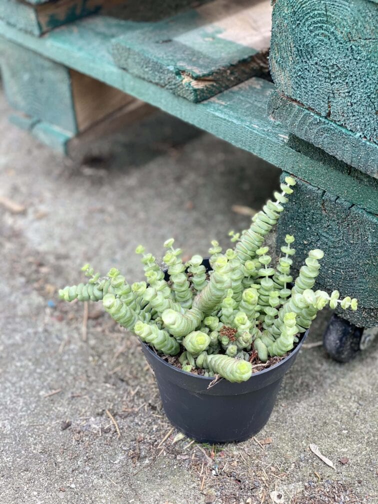 Zdjęcie rośliny Crassula Hottentot, ujęcie 3