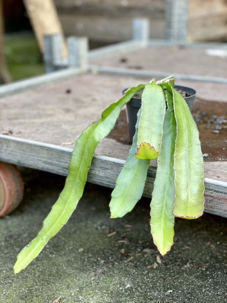 Zdjęcie rośliny Epiphyllum Ackermanii, ujęcie 1