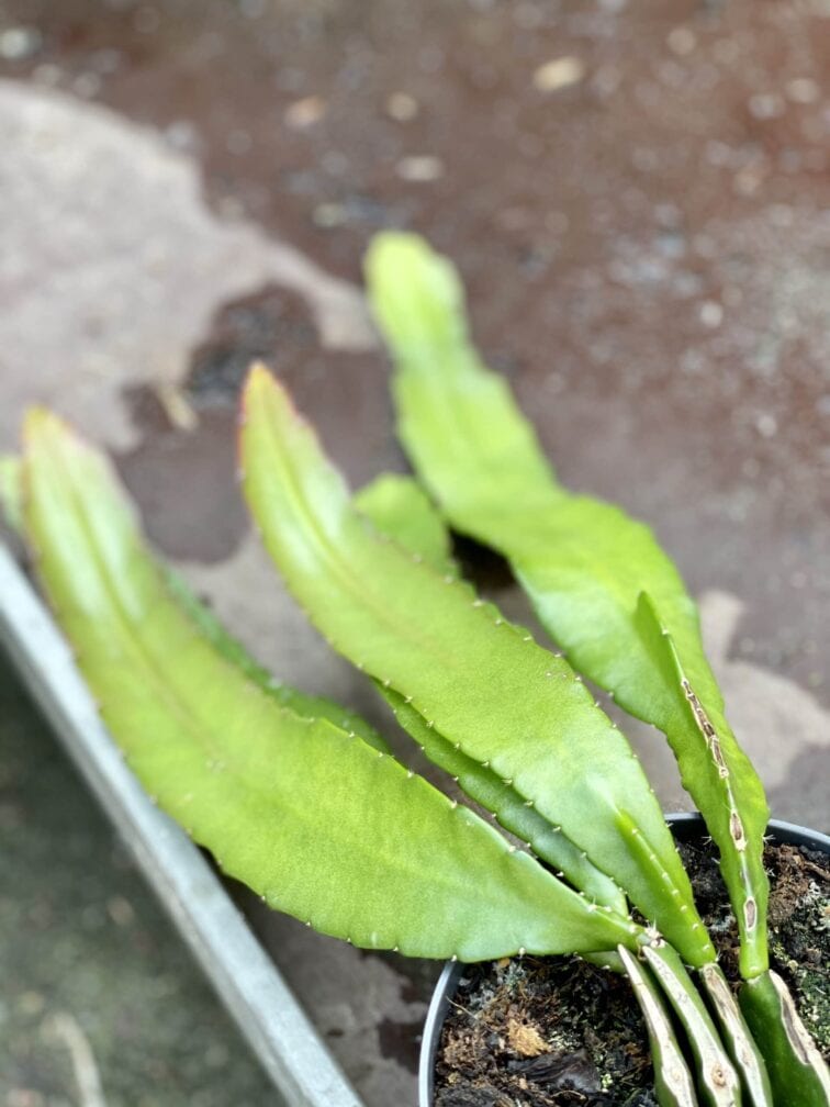 Zdjęcie rośliny Epiphyllum Ackermanii, ujęcie 2