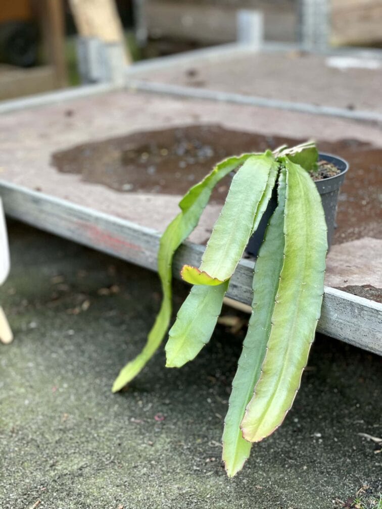 Zdjęcie rośliny Epiphyllum Ackermanii, ujęcie 3