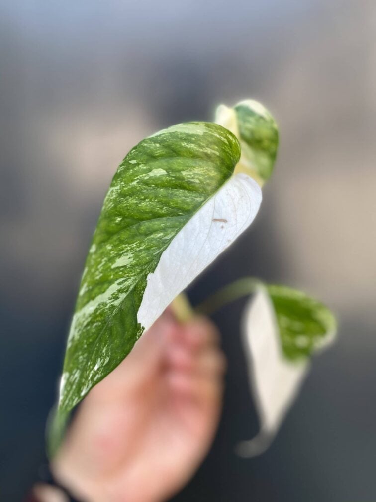 epipremnum-pinnatum-albo-variegata-sadzonka-szczytowa-cieta_1x1-1_1624274847.jpg Zdjęcie rośliny Epipremnum pinnatum albo variegata - sadzonka szczytowa cięta, ujęcie 1