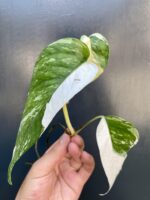 Zdjęcie rośliny Epipremnum pinnatum albo variegata - sadzonka szczytowa cięta, ujęcie 2