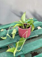 Zdjęcie rośliny Epipremnum Pinnatum, ujęcie 1
