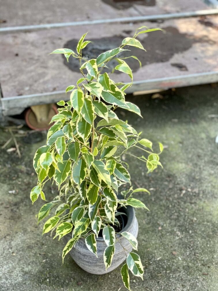 ficus-benjamina-petite-samantha_14x55-1_1622883010.jpg Zdjęcie rośliny Ficus benjamina Petite Samantha, ujęcie 1