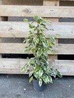 Zdjęcie rośliny Ficus benjamina Petite Samantha, ujęcie 2