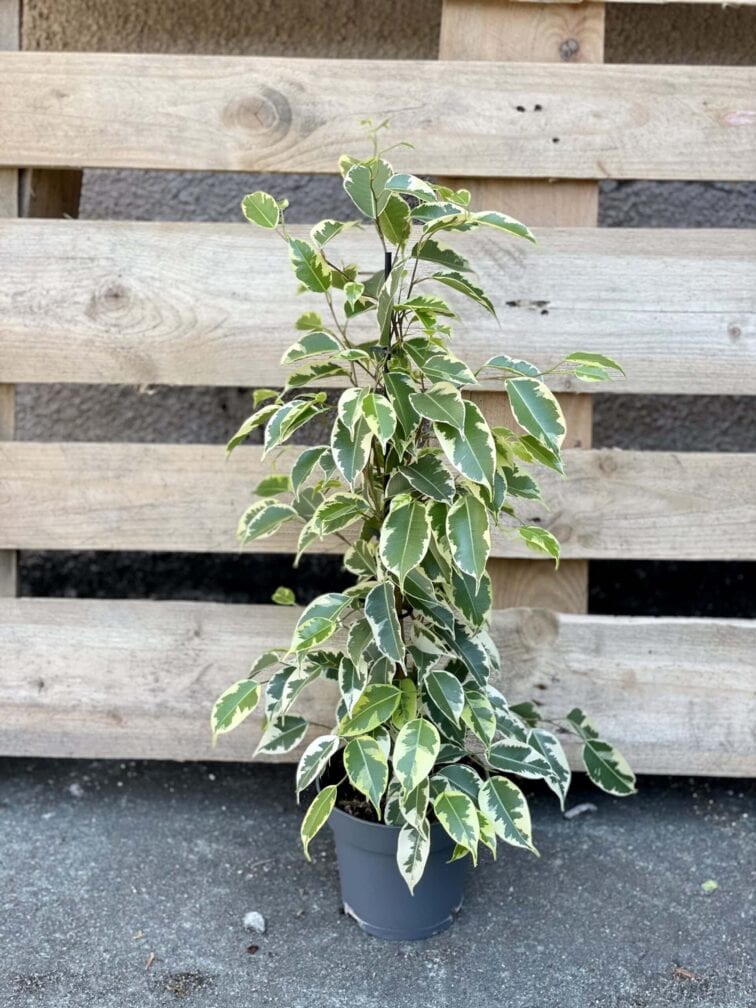 Zdjęcie rośliny Ficus benjamina Petite Samantha, ujęcie 2
