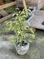 Zdjęcie rośliny Ficus benjamina Petite Samantha, ujęcie 3