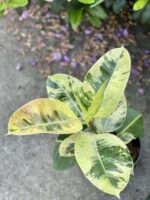 Zdjęcie rośliny Ficus elastica Moonshine, ujęcie 1