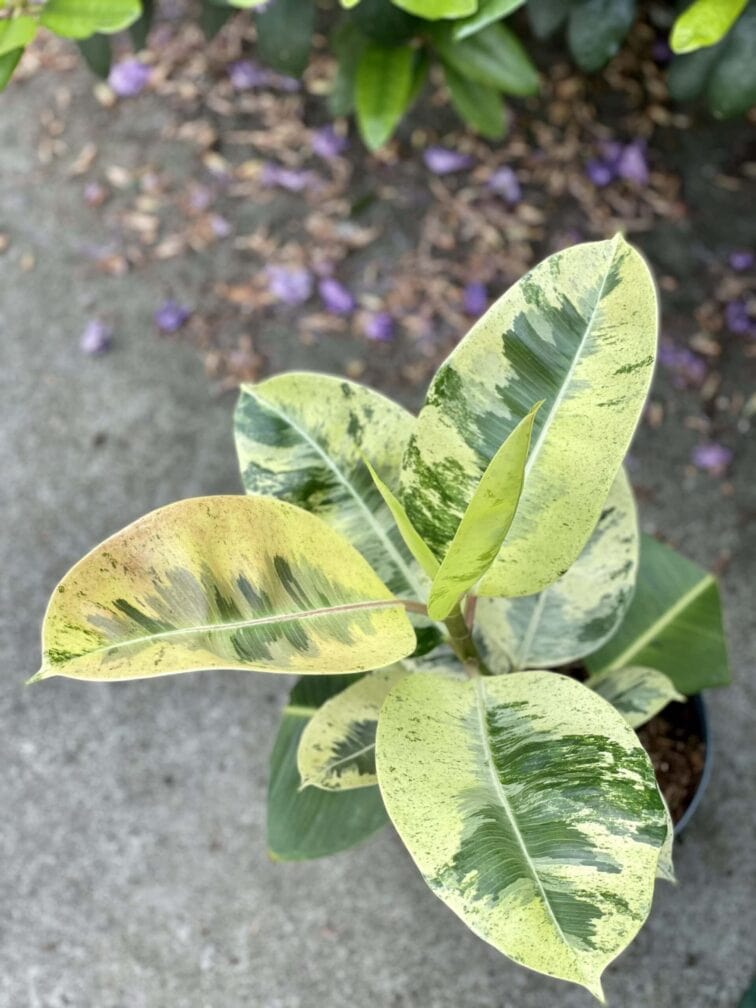 Zdjęcie rośliny Ficus elastica Moonshine, ujęcie 1