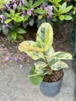 Zdjęcie rośliny Ficus elastica Moonshine, ujęcie 2