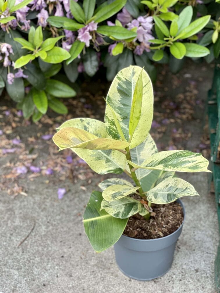 Zdjęcie rośliny Ficus elastica Moonshine, ujęcie 2