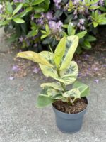 Zdjęcie rośliny Ficus elastica Moonshine, ujęcie 3
