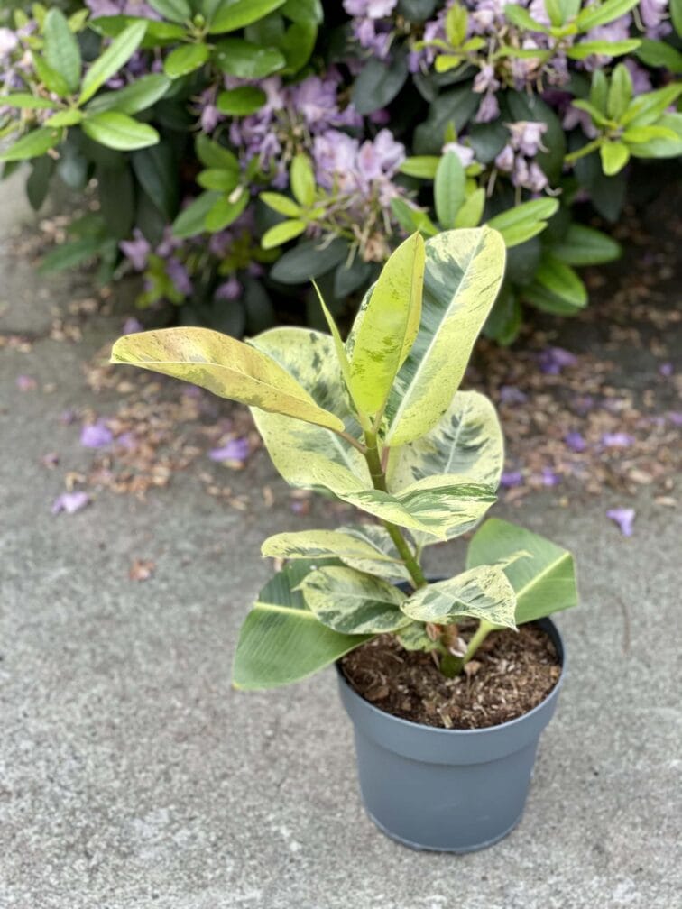 Zdjęcie rośliny Ficus elastica Moonshine, ujęcie 3