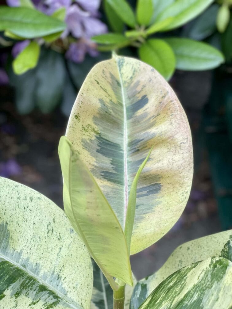 Zdjęcie rośliny Ficus elastica Moonshine, ujęcie 4