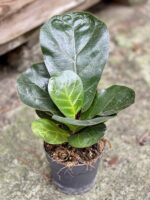 Zdjęcie rośliny Ficus lyrata bambino, ujęcie 1