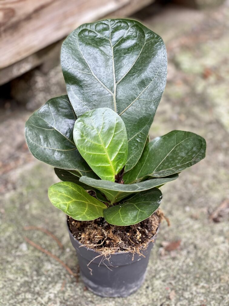 ficus-lyrata-bambino_11x25-1_1622627963.jpg Zdjęcie rośliny Ficus lyrata bambino, ujęcie 1