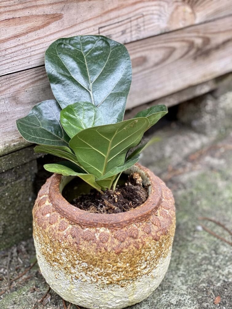 Zdjęcie rośliny Ficus lyrata bambino, ujęcie 2