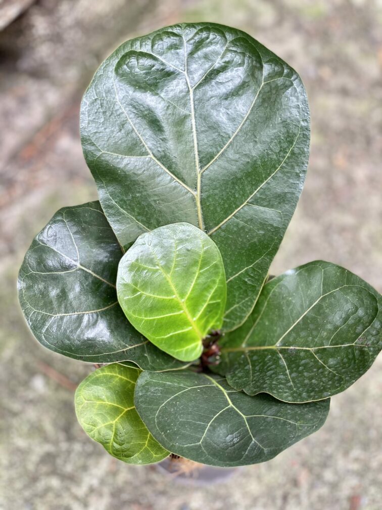 Zdjęcie rośliny Ficus lyrata bambino, ujęcie 3