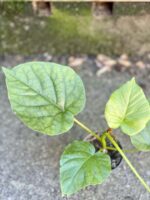Zdjęcie rośliny Ficus Umbrelata, ujęcie 2