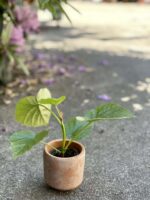Zdjęcie rośliny Ficus Umbrelata, ujęcie 3
