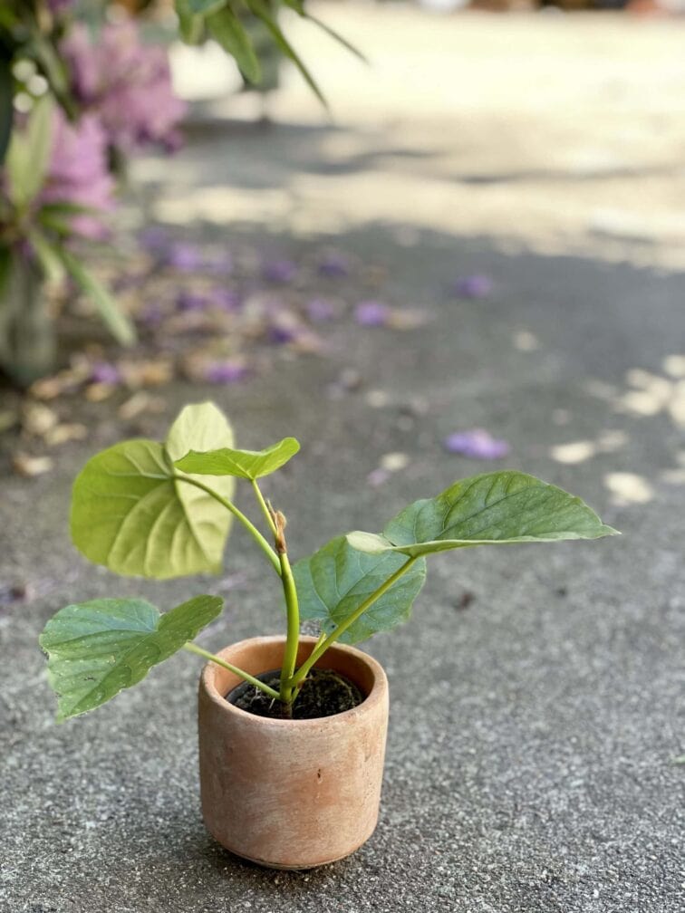 Zdjęcie rośliny Ficus Umbrelata, ujęcie 3