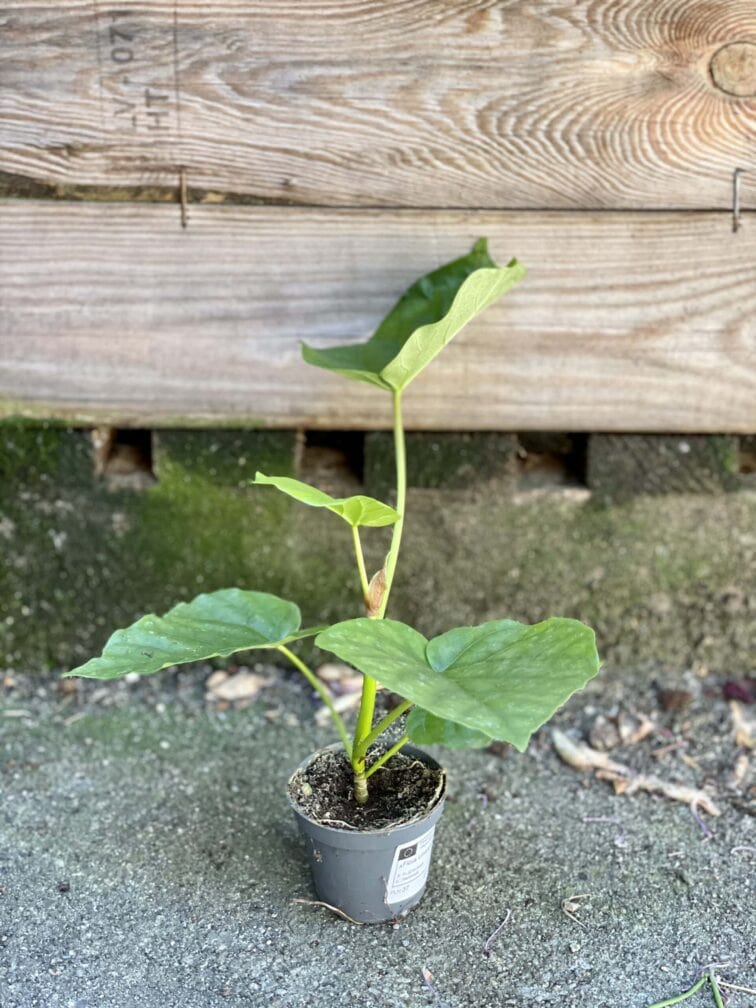 Zdjęcie rośliny Ficus Umbrelata, ujęcie 4