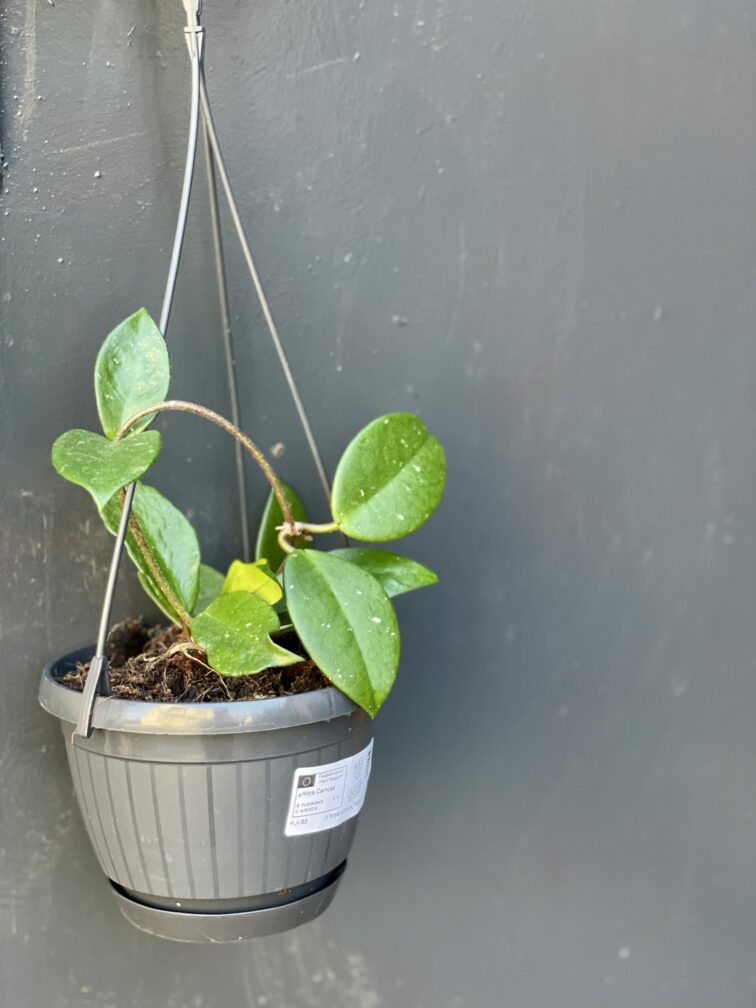Zdjęcie rośliny Hoya Carnosa, ujęcie 2