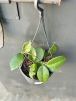 Zdjęcie rośliny Hoya Carnosa, ujęcie 3