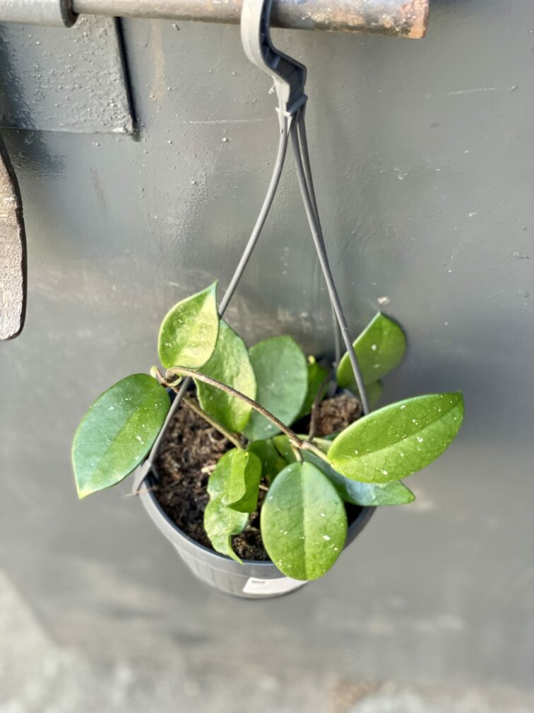 Zdjęcie rośliny Hoya Carnosa, ujęcie 3