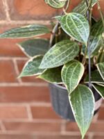 Zdjęcie rośliny Hoya macrophylla albomarginata, ujęcie 2