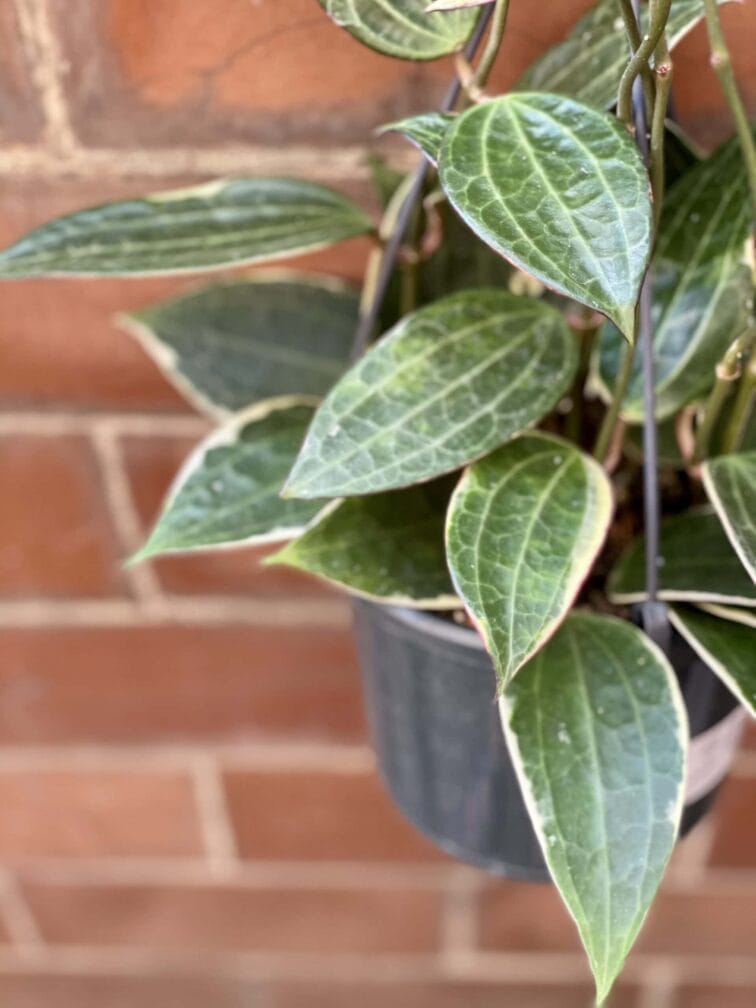 Zdjęcie rośliny Hoya macrophylla albomarginata, ujęcie 2