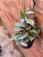 Zdjęcie rośliny Hoya macrophylla albomarginata, ujęcie 3
