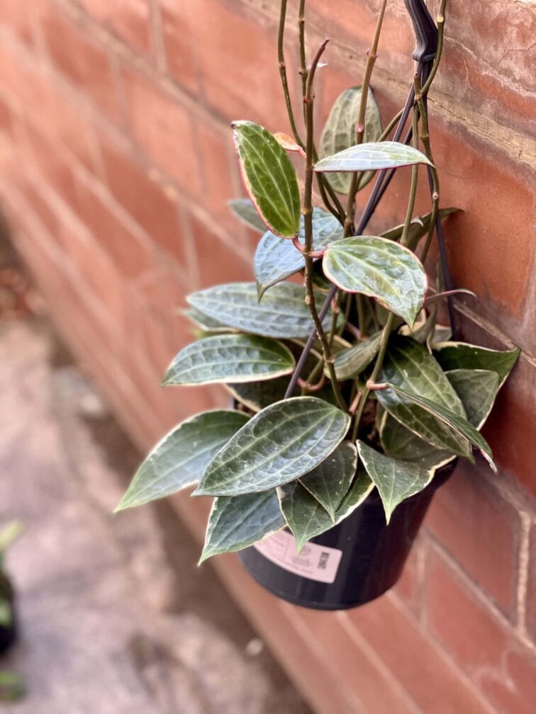 Zdjęcie rośliny Hoya macrophylla albomarginata, ujęcie 3