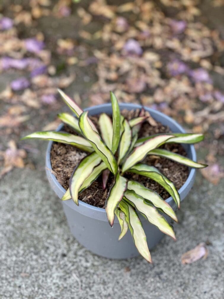 Zdjęcie rośliny Hoya wayetii (kentiana) variegata, ujęcie 2