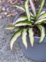 Zdjęcie rośliny Hoya wayetii (kentiana) variegata, ujęcie 3