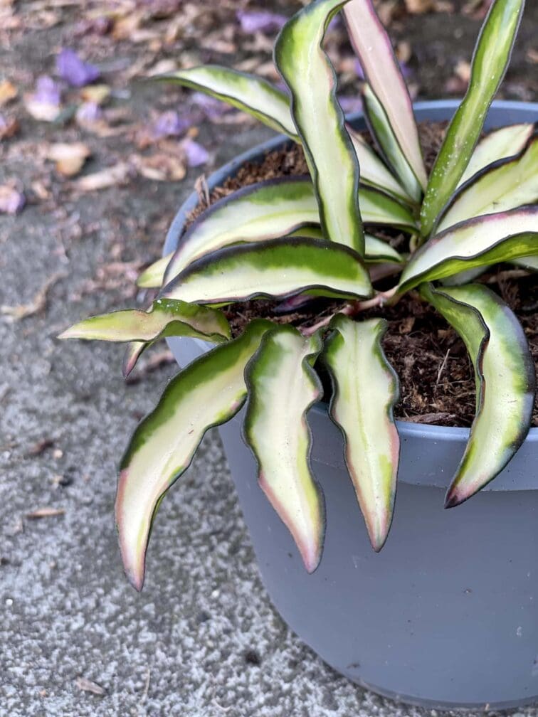 Zdjęcie rośliny Hoya wayetii (kentiana) variegata, ujęcie 3