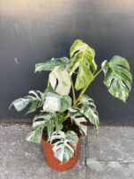 Zdjęcie rośliny Monstera deliciosa variegata, ujęcie 1