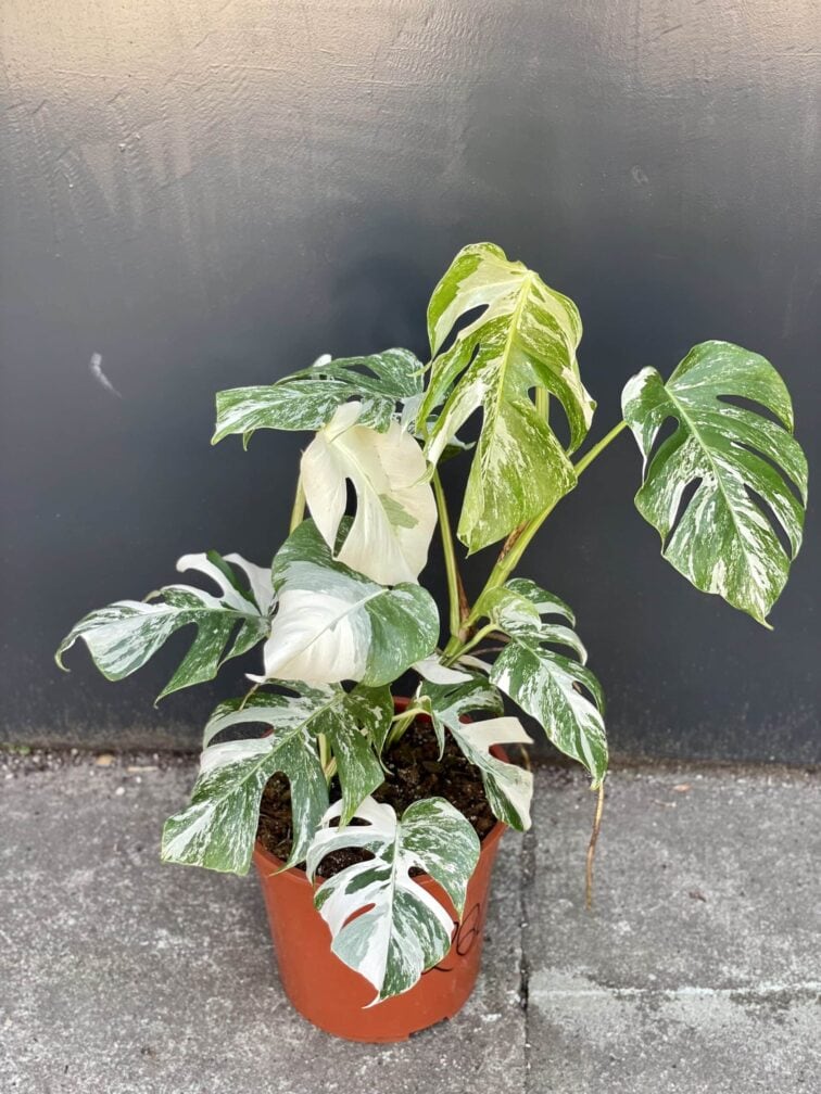 Zdjęcie rośliny Monstera deliciosa variegata, ujęcie 1