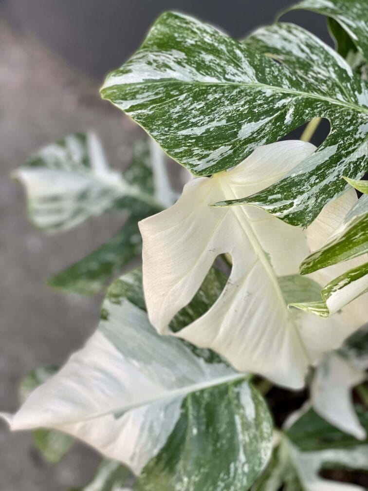 Zdjęcie rośliny Monstera deliciosa variegata, ujęcie 3