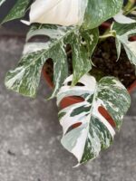 Zdjęcie rośliny Monstera deliciosa variegata, ujęcie 4