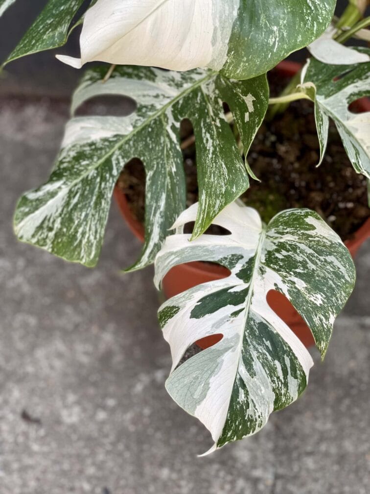 Zdjęcie rośliny Monstera deliciosa variegata, ujęcie 4