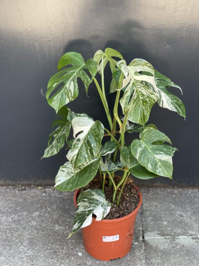 Zdjęcie rośliny Monstera deliciosa variegata, ujęcie 1