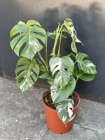 Zdjęcie rośliny Monstera deliciosa variegata, ujęcie 2