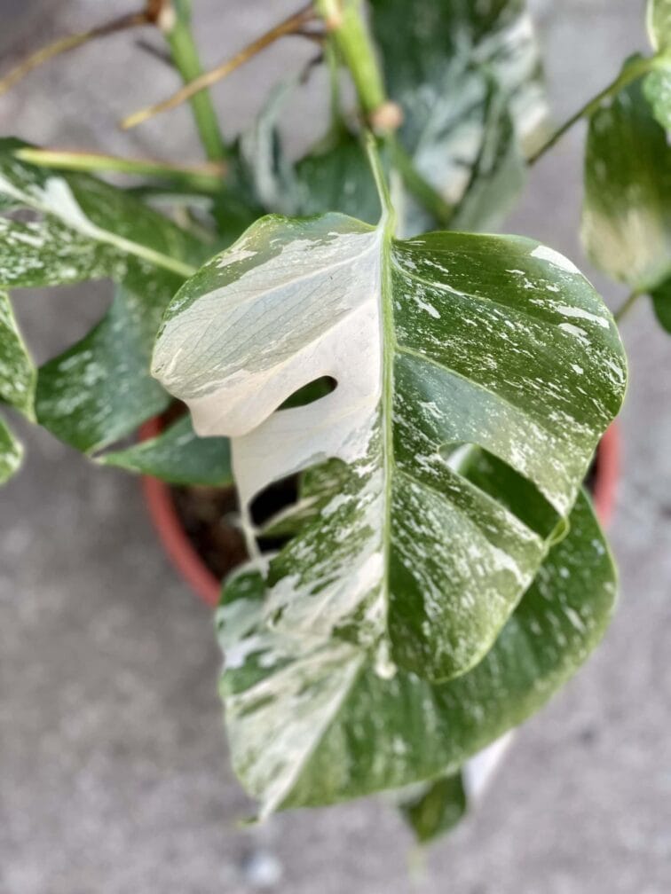 Zdjęcie rośliny Monstera deliciosa variegata, ujęcie 3