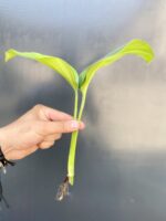 Zdjęcie rośliny Monstera pinnatipartita - sadzonka szczytowa, ujęcie 2