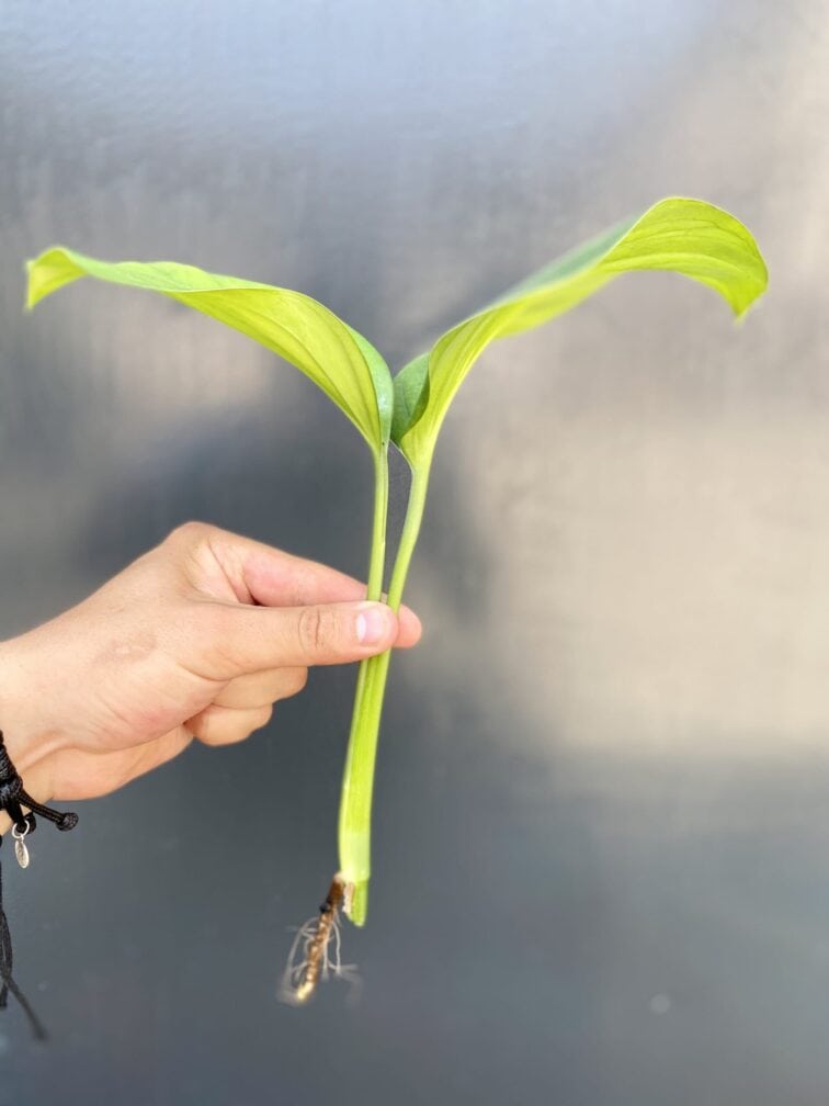 Zdjęcie rośliny Monstera pinnatipartita - sadzonka szczytowa, ujęcie 2