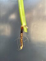 Zdjęcie rośliny Monstera pinnatipartita - sadzonka szczytowa, ujęcie 3