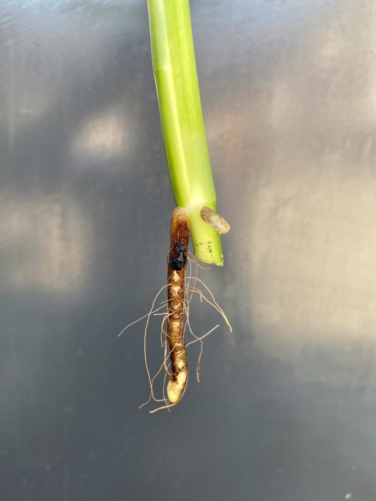 Zdjęcie rośliny Monstera pinnatipartita - sadzonka szczytowa, ujęcie 3
